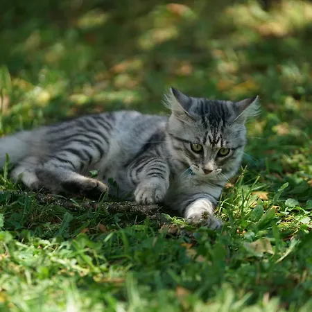 Mint&lavender Id1o1674